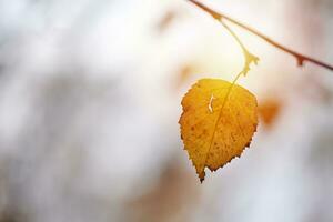 foglia d'autunno sul ramo, copia spazio foto