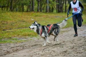 corsa di canicross di cani da pastore foto