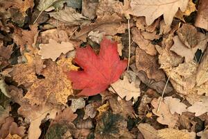 foglia autunnale rossa su sfondo giallo fogliame foto