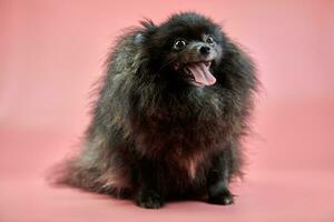 cucciolo di spitz nero di Pomerania foto