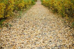 autunno parco sentiero foto