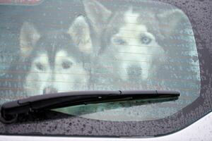 rauco cane nel auto foto