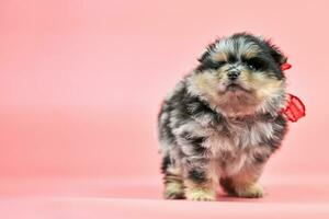 volpino spitz cucciolo, copia spazio su rosa sfondo foto