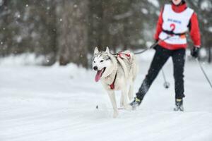 gara invernale di skijoring per cani foto