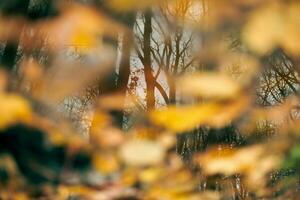 autunno riflessione nel foresta pozzanghera foto