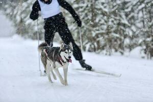 gara di skijoring per cani foto