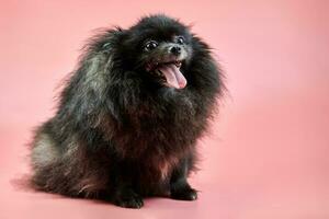 cucciolo di spitz nero di Pomerania foto