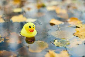 giocattolo di anatra autunnale in pozzanghera con foglie foto