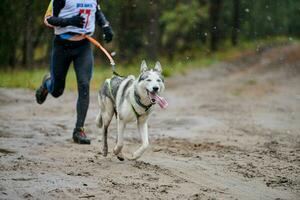 corsa di canicross di cani da pastore foto