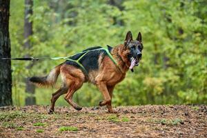 gara di mushing di cani da slitta nelle zone aride di fondo foto