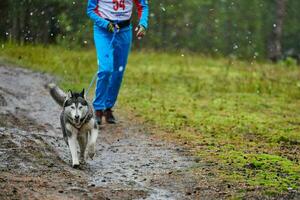 corsa di canicross di cani da pastore foto