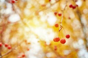 Viburnum frutti di bosco su rami foto