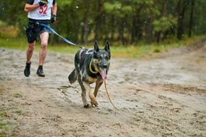 corsa di canicross di cani da pastore foto