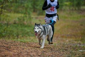 corsa di canicross di cani da pastore foto