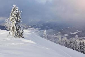 grande foto invernale nelle montagne dei Carpazi con abeti innevati. scena all'aperto colorata, concetto di celebrazione di felice anno nuovo. foto post-elaborata in stile artistico