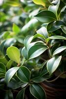 ai generato in vaso impianti ficus elastica avvicinamento naturale botanico nel serra giardinaggio foto