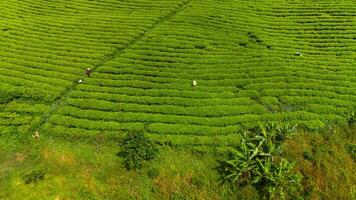 Visualizza di lavoratori nel un' verde campo raccolta il tè colture a causa dato, da lat città, lam dong Provincia foto