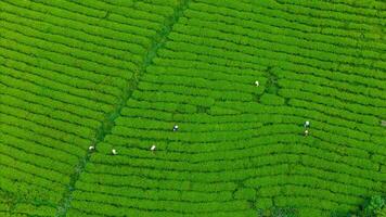 Visualizza di lavoratori nel un' verde campo raccolta il tè colture a causa dato, da lat città, lam dong Provincia foto