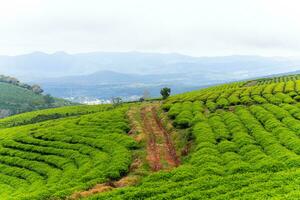 bellissimo paesaggio nel il mattina a causa dato, da lat città, lam dong Provincia. vento energia su tè collina, mattina scenario su il pendio di tè piantato foto