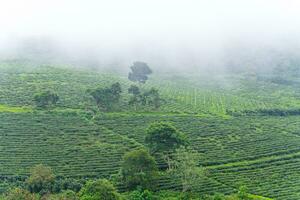 bellissimo paesaggio nel il mattina a causa dato, da lat città, lam dong Provincia. vento energia su tè collina, mattina scenario su il pendio di tè piantato foto