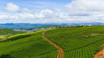 bellissimo paesaggio nel il mattina a causa dato, da lat città, lam dong Provincia. vento energia su tè collina, mattina scenario su il pendio di tè piantato foto