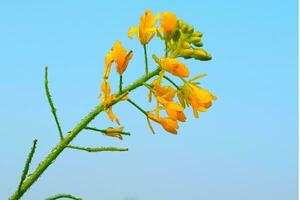 blu cielo sfondo con rugiada gocce su mostarda fiori foto