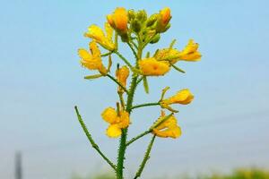 blu cielo sfondo con rugiada gocce su mostarda fiori foto