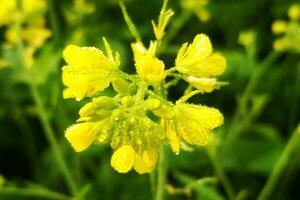 rugiada gocce su mostarda fiori foto