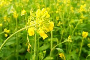 rugiada gocce su mostarda fiori foto