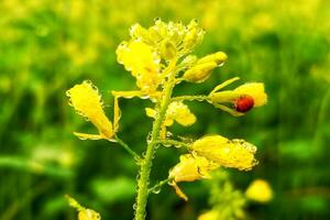 rugiada gocce su mostarda fiori foto