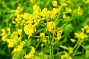 rugiada gocce su mostarda fiori foto