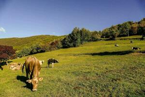 mucche pascolo nel un' campo su un' soleggiato giorno foto