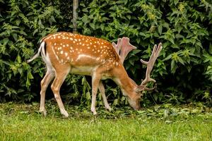 un' cervo è mangiare erba nel il erba foto