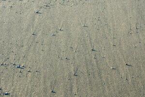 sabbia dune struttura foto