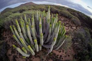 un' cactus pianta nel il deserto con montagne nel il sfondo foto