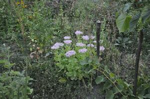 ai generato fiori nel il giardino nel il estate nel il villaggio foto