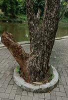 un' unico albero radici. natura Immagine per sfondo foto