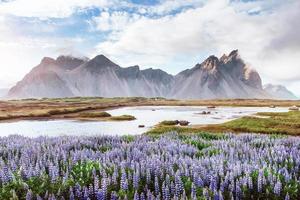 i pittoreschi paesaggi delle foreste e delle montagne islandesi. lupino blu selvatico che fiorisce in estate foto