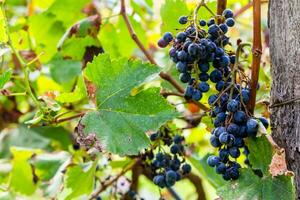 maturo nero uva vicino su nel vigneto nel kakheti foto