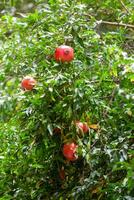 rosso Melograno frutta su verde albero nel Tbilisi foto