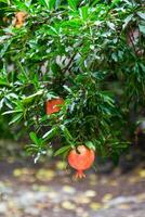 maturo Melograno frutta su albero ramoscelli nel Tbilisi foto