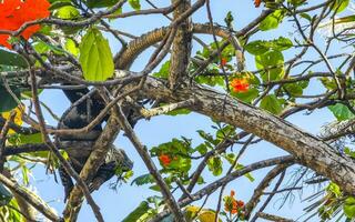 iguana dire bugie seduta su un' ramo di un' albero Messico. foto