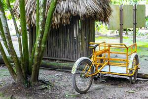 affitto un' bicicletta triciclo cavalcata attraverso il giungla coba rovine. foto