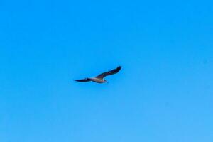 volante gabbiano uccello con blu cielo sfondo nuvole nel Messico. foto