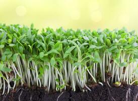 microgreens con radici nel il terra su un' leggero sfondo. foto