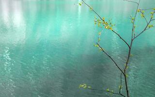 ramo di un' albero con giovane mini cuffie su un' sfondo di blu acqua. copia spazio. foto