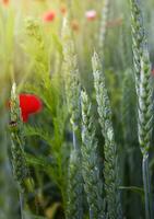 fiori su un' Grano campo. foto