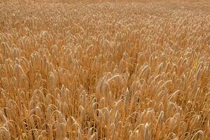 campo di maturo Grano. il concetto di ecologico coltivazione di cereali. foto