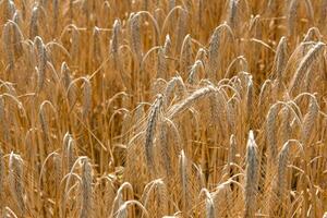 campo con maturo Grano. raccolta foto