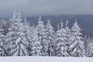 immagine scenica dell'albero di abete rosso. giornata gelida, calma scena invernale. posizione carpazi, ucraina europa. stazione sciistica. ottima immagine dell'area selvaggia. esplorare la bellezza della terra. concetto di turismo. Buon anno foto